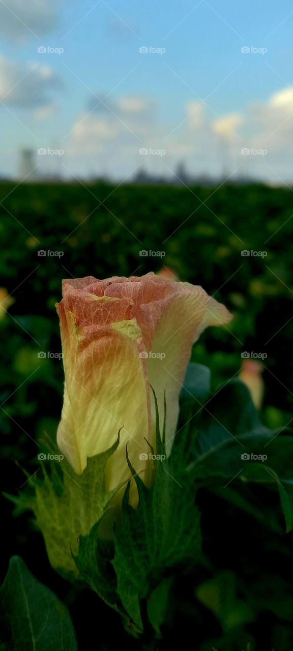 cotton field flowers