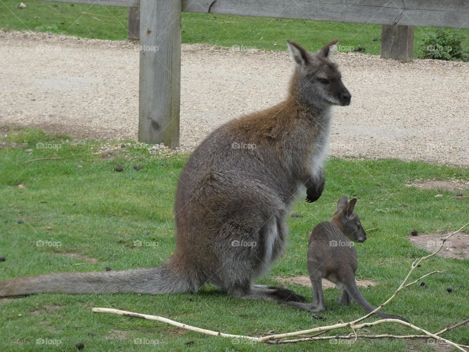 A kangaroo with a joey