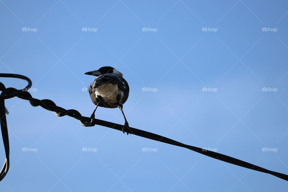 Magpie perched on a high electrical  wire, vivid blue sky background minimalist and space for text 