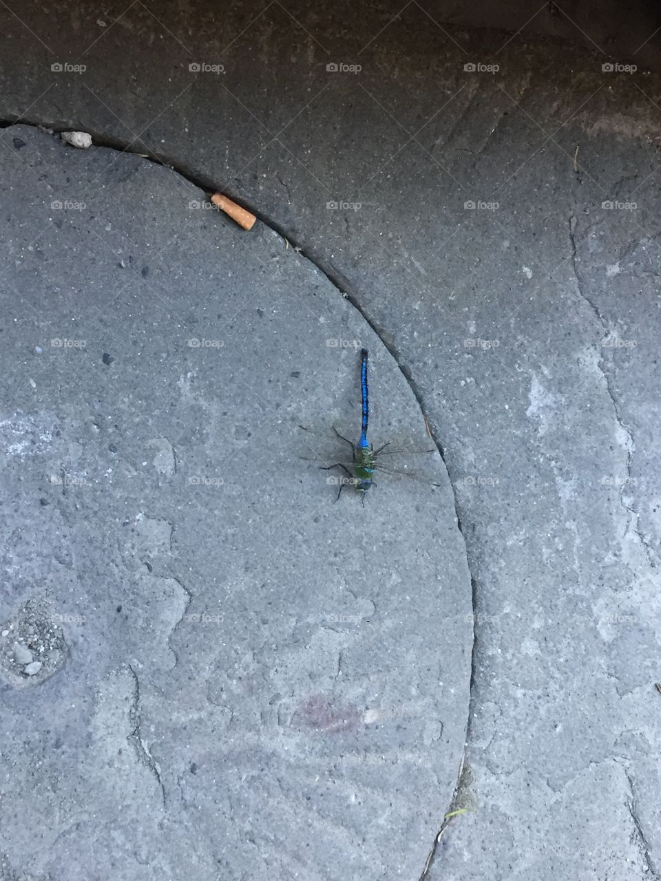 A beautiful blue dragonfly resting in a semicircle on the sidewalk, shot from above.