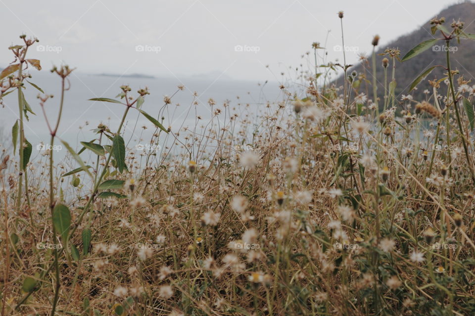 Field, Nature, Flower, Landscape, Sky