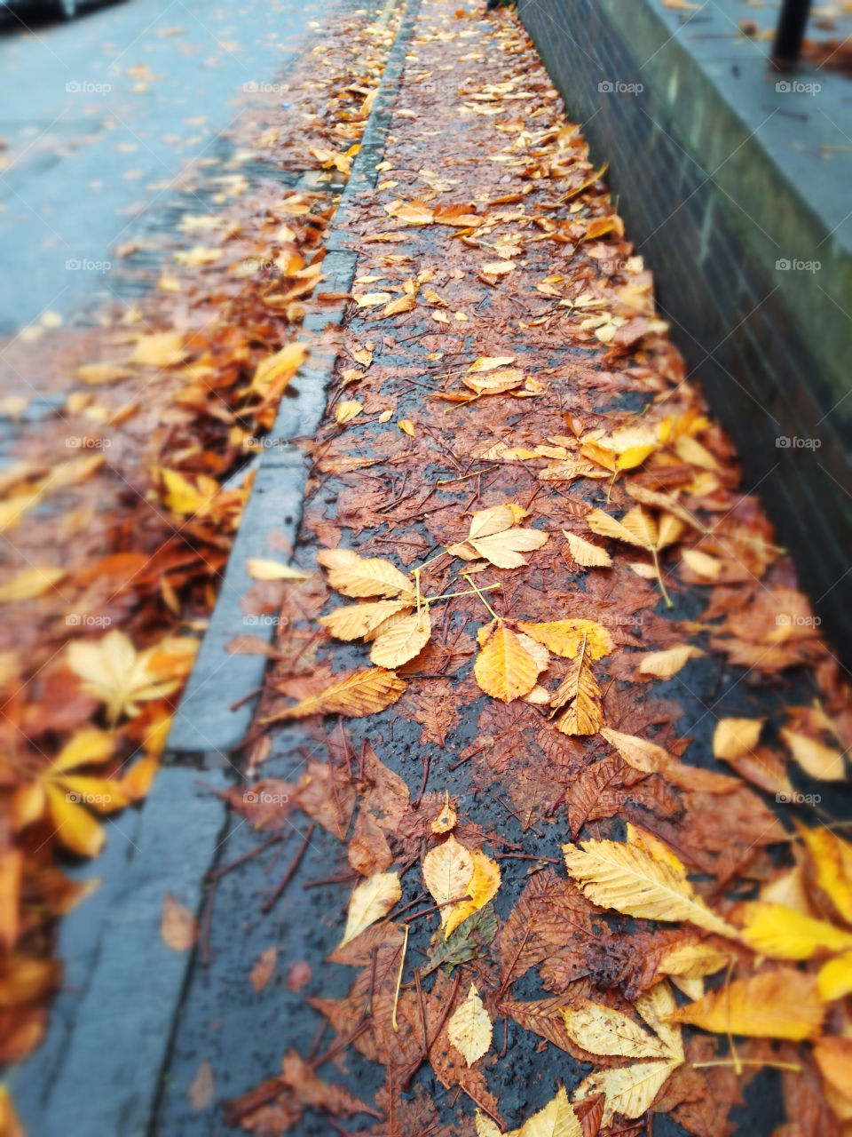 Wet autumn leaf on street