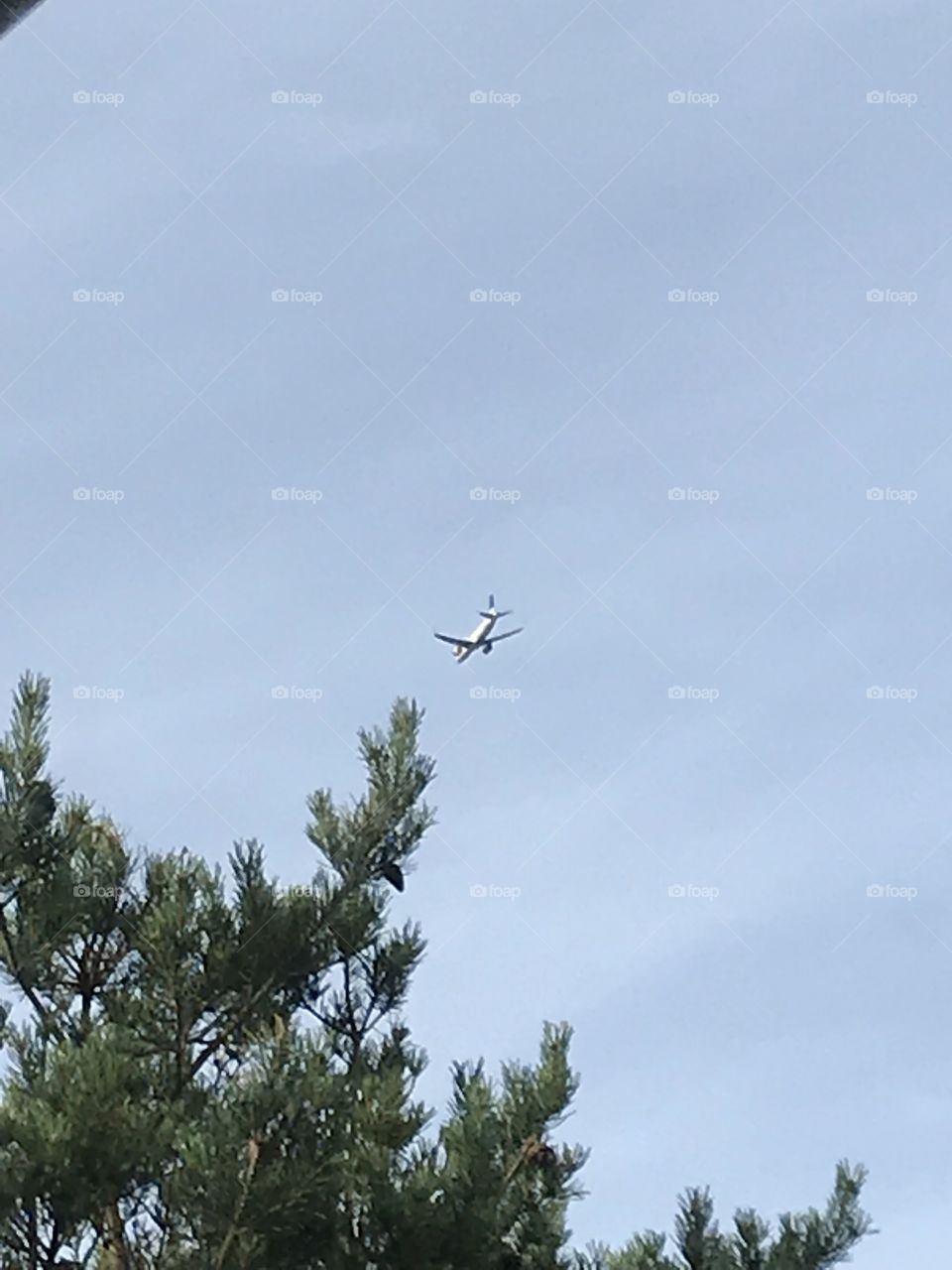 SAS 738 flying over. Approaching Flesland, Bergen. (IACO: ENBR) ID: BGO. The SAS planes has red engines, blue logo, and a white body. This Is a 737-800. The Sas airplane flies «just over» the tree. (Cruising at about 3500 feet.)