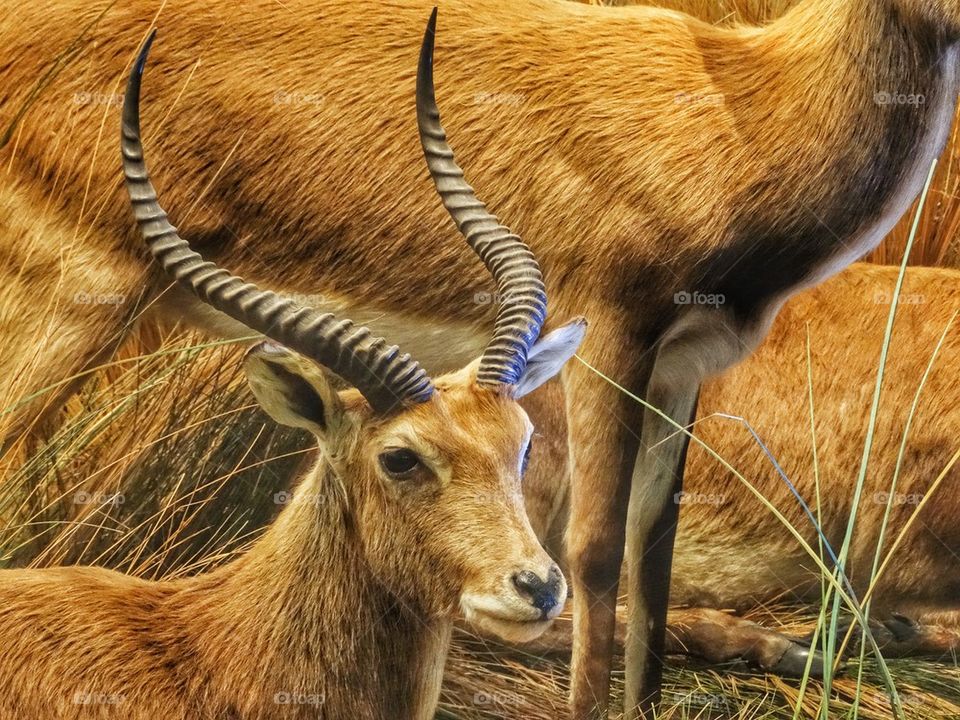 African Lechwe Antelope. African Wildlife
