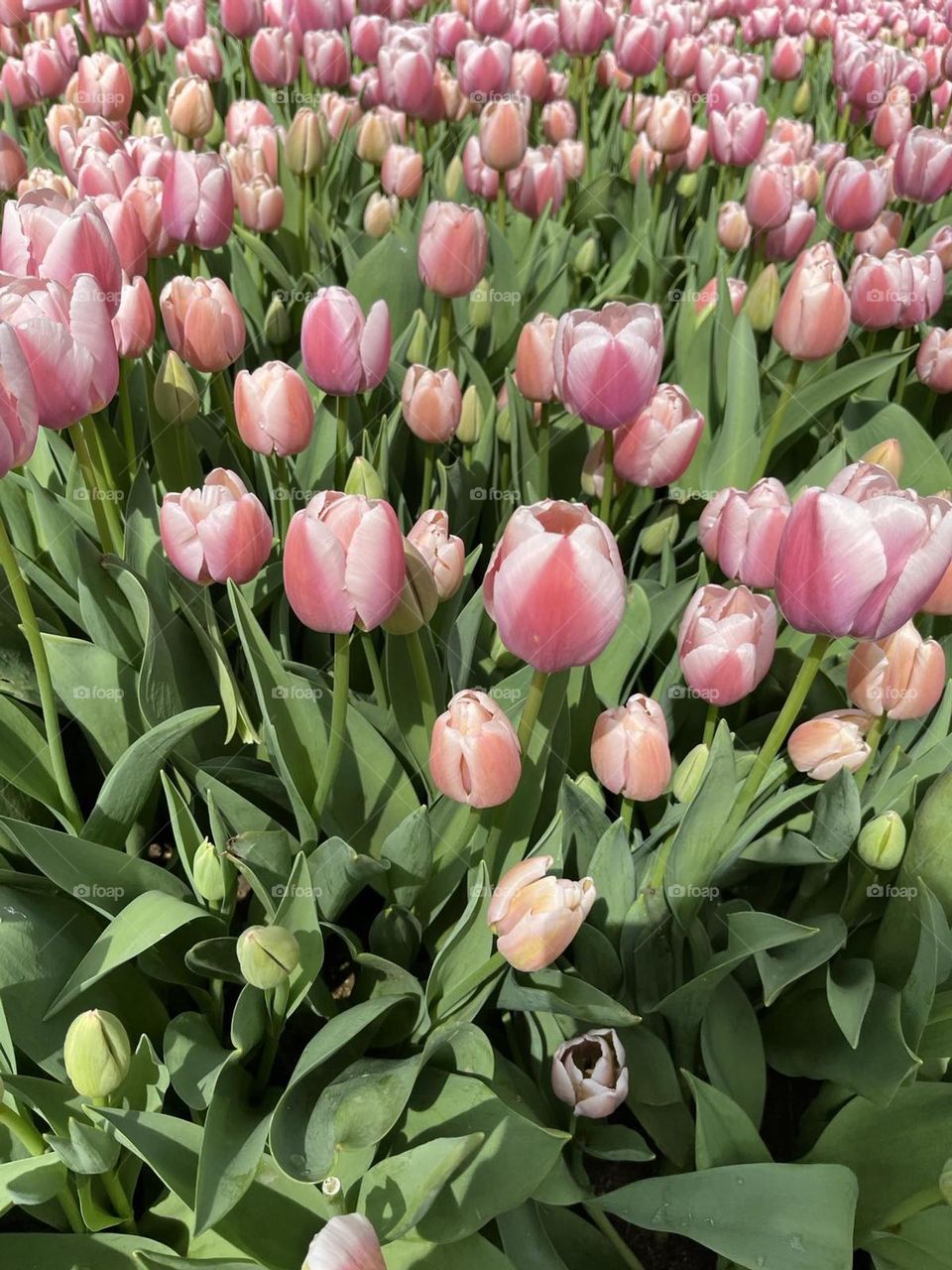 tulips