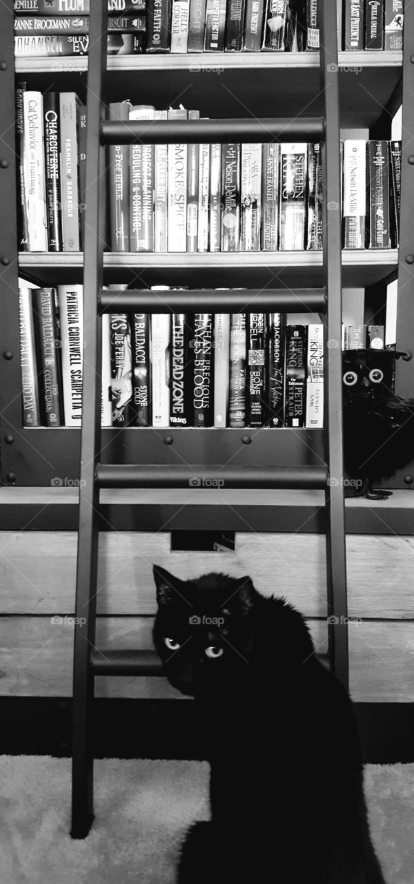 Bookworm cat.