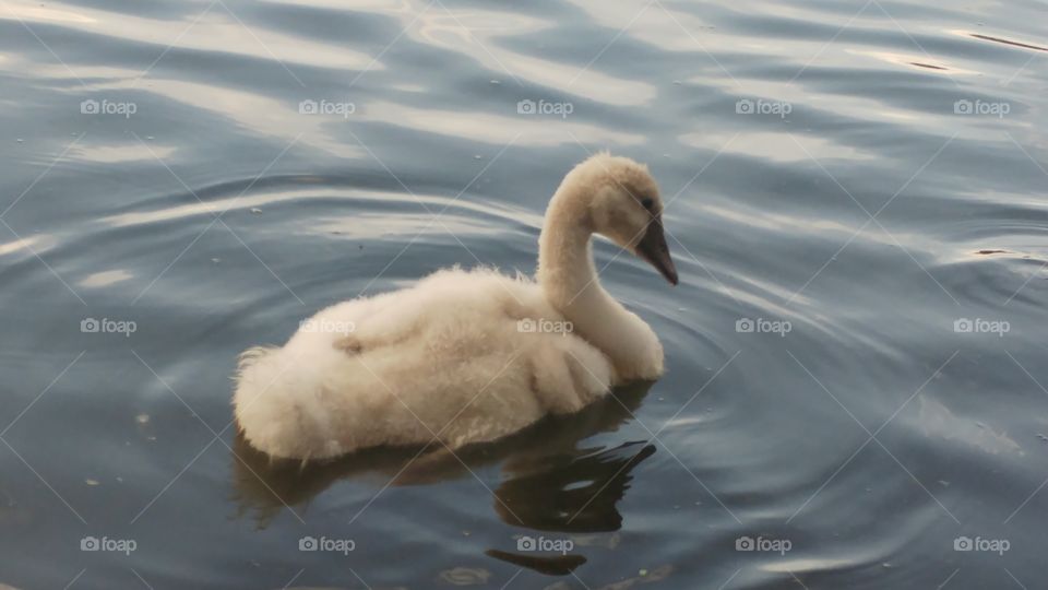 Bird, Water, Lake, No Person, Swan