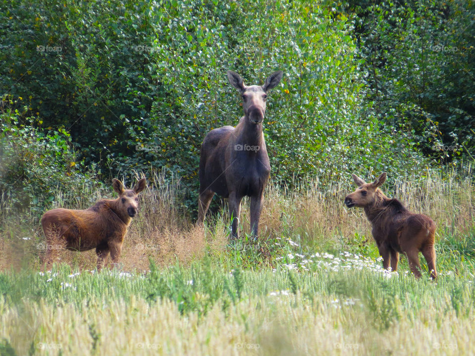 Moose family