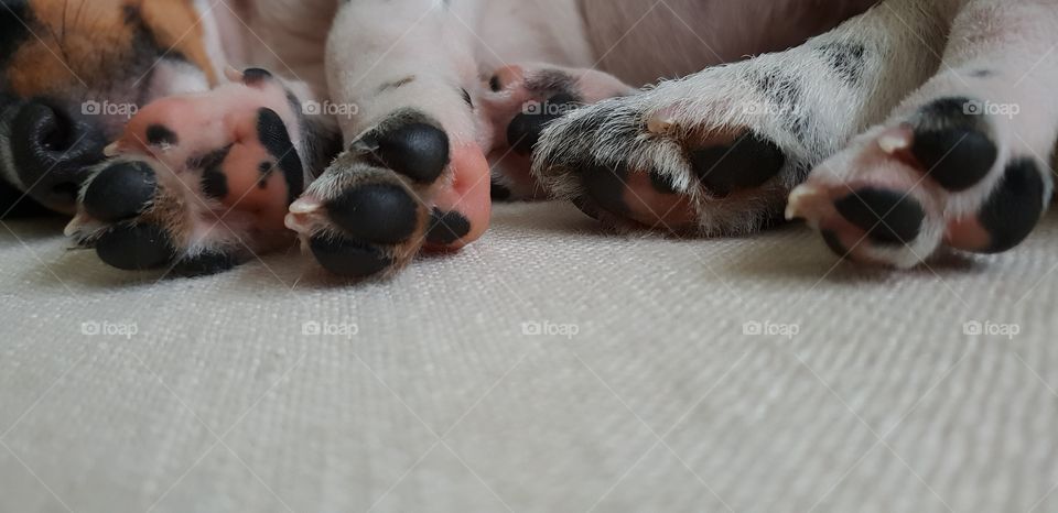 Puppy Paws