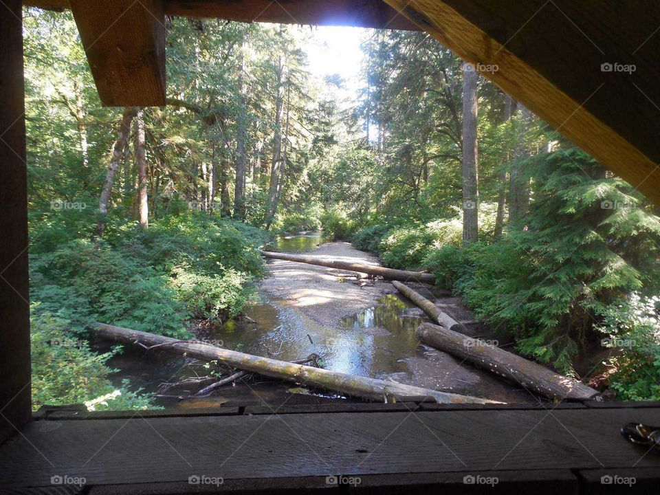 Beautiful View of Creek and Forest from Inside Covered Bridge, Footbridge..Silver Falls State Park Oregon