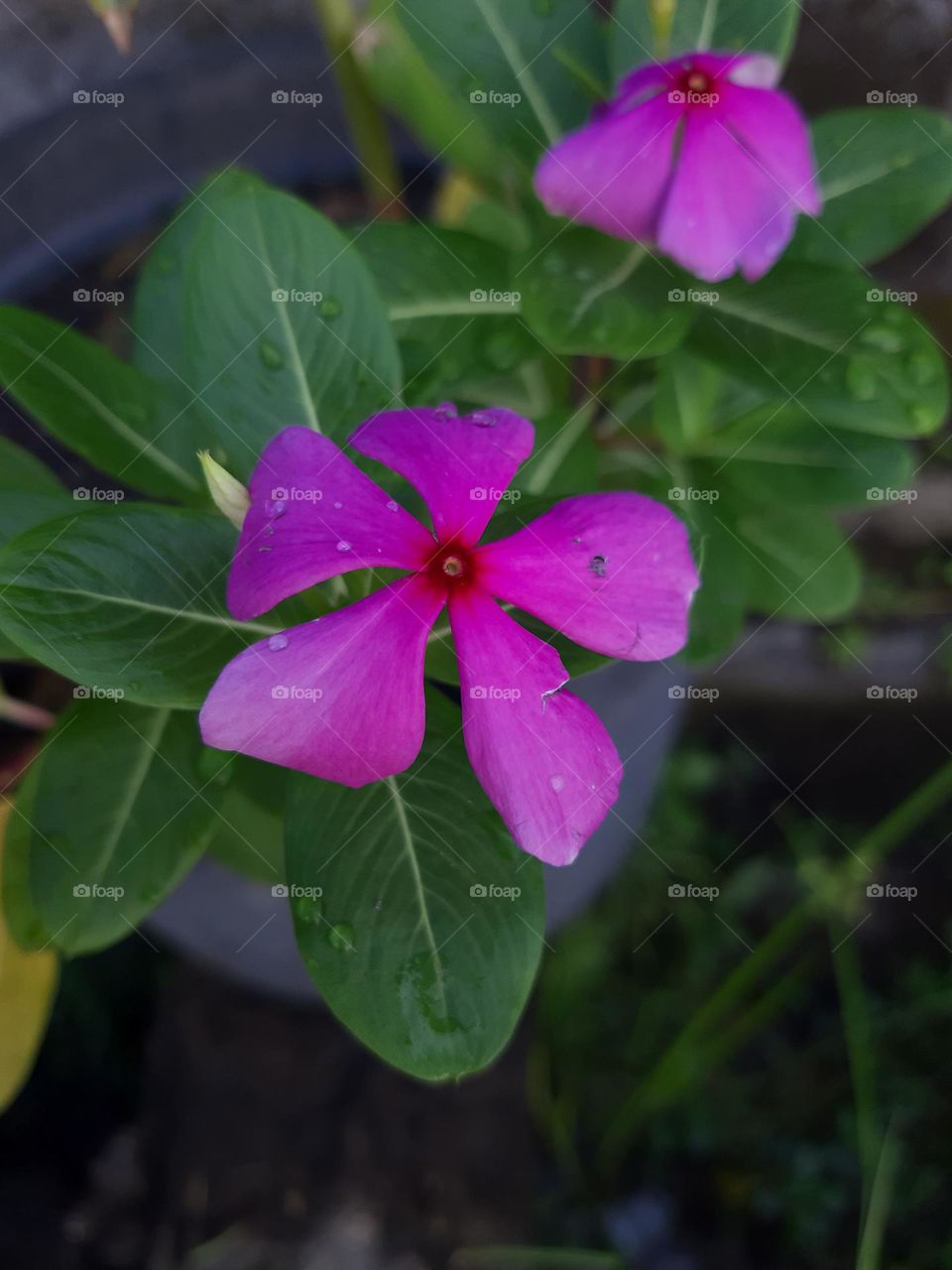 Beautiful pink flowers in bloom and surrounded by green leaves is the sign of Spring