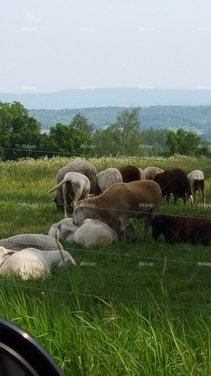 sheep eating
