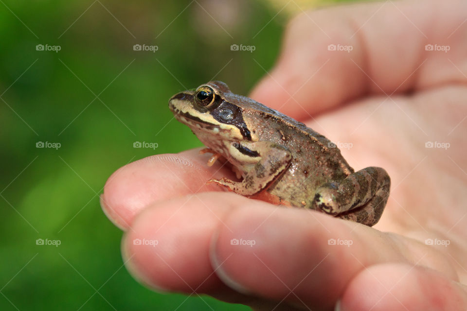 frogling on the palm