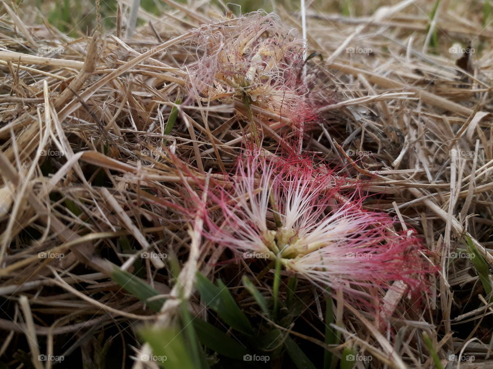 A nice one baby-pink flower that fell of tree in my garden... How do you like it?