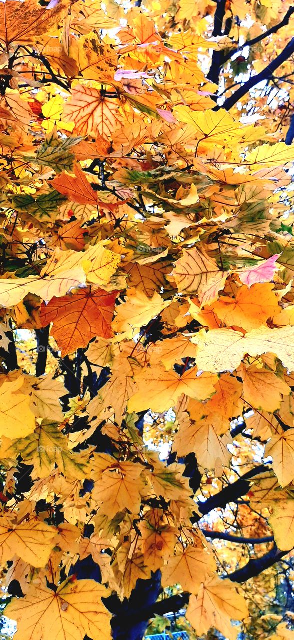 осени листья 2021 года