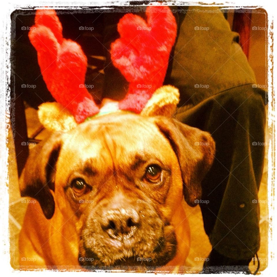 Ruby the doggie reindeer