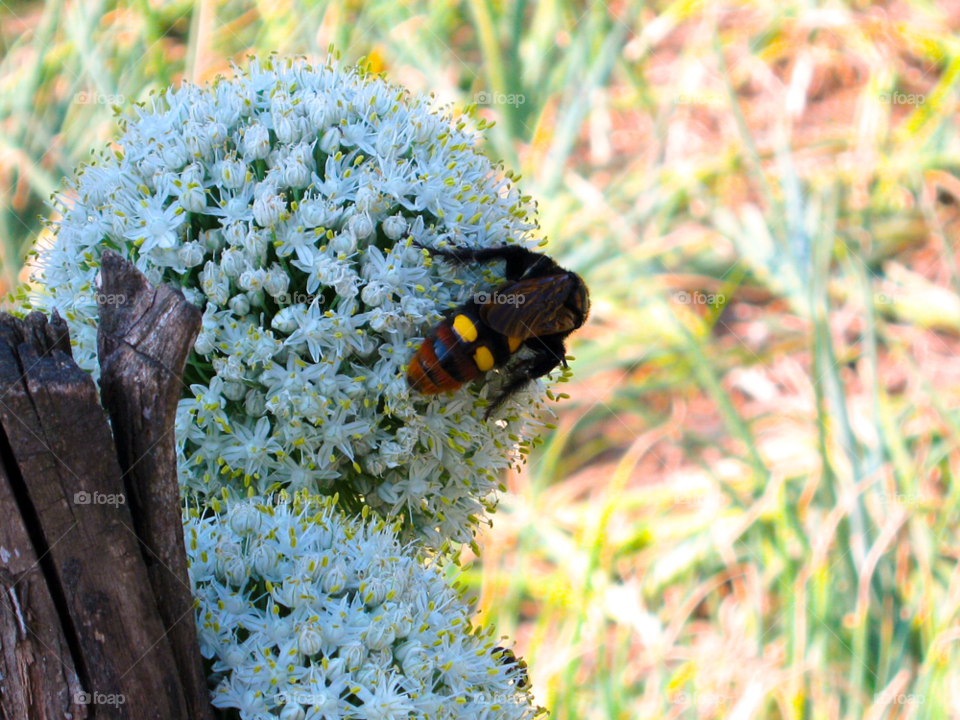 flower sunny bee nature by tediiliescu