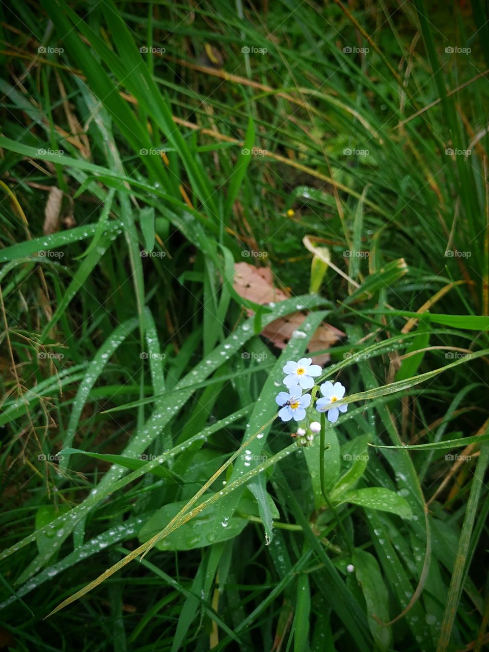 Tender little flowers in the rain