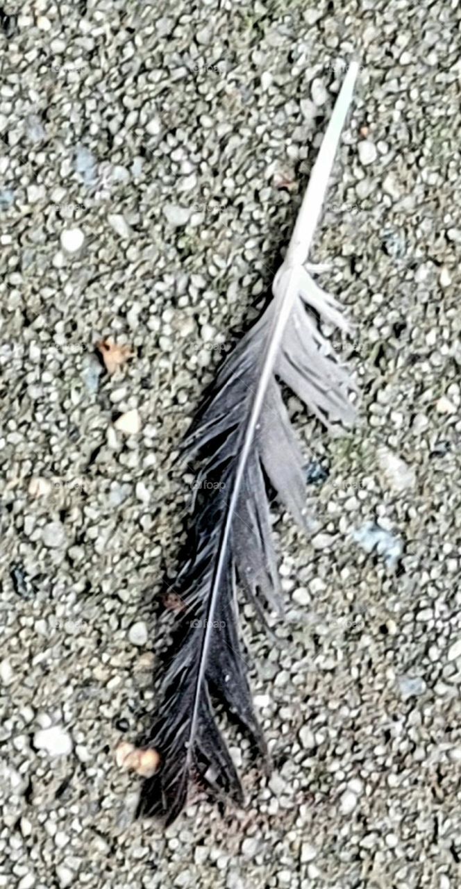 A Bird's Feather on the Ground