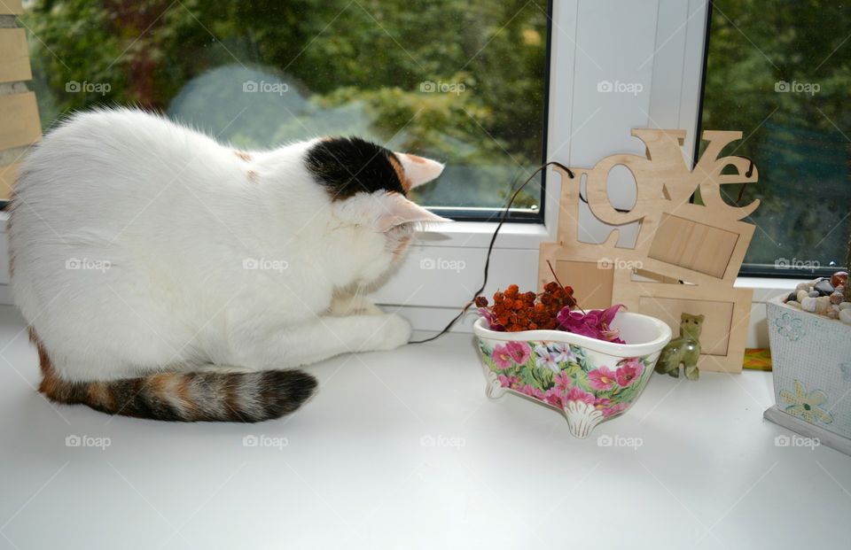 Cat, Furniture, Portrait, Table, Room