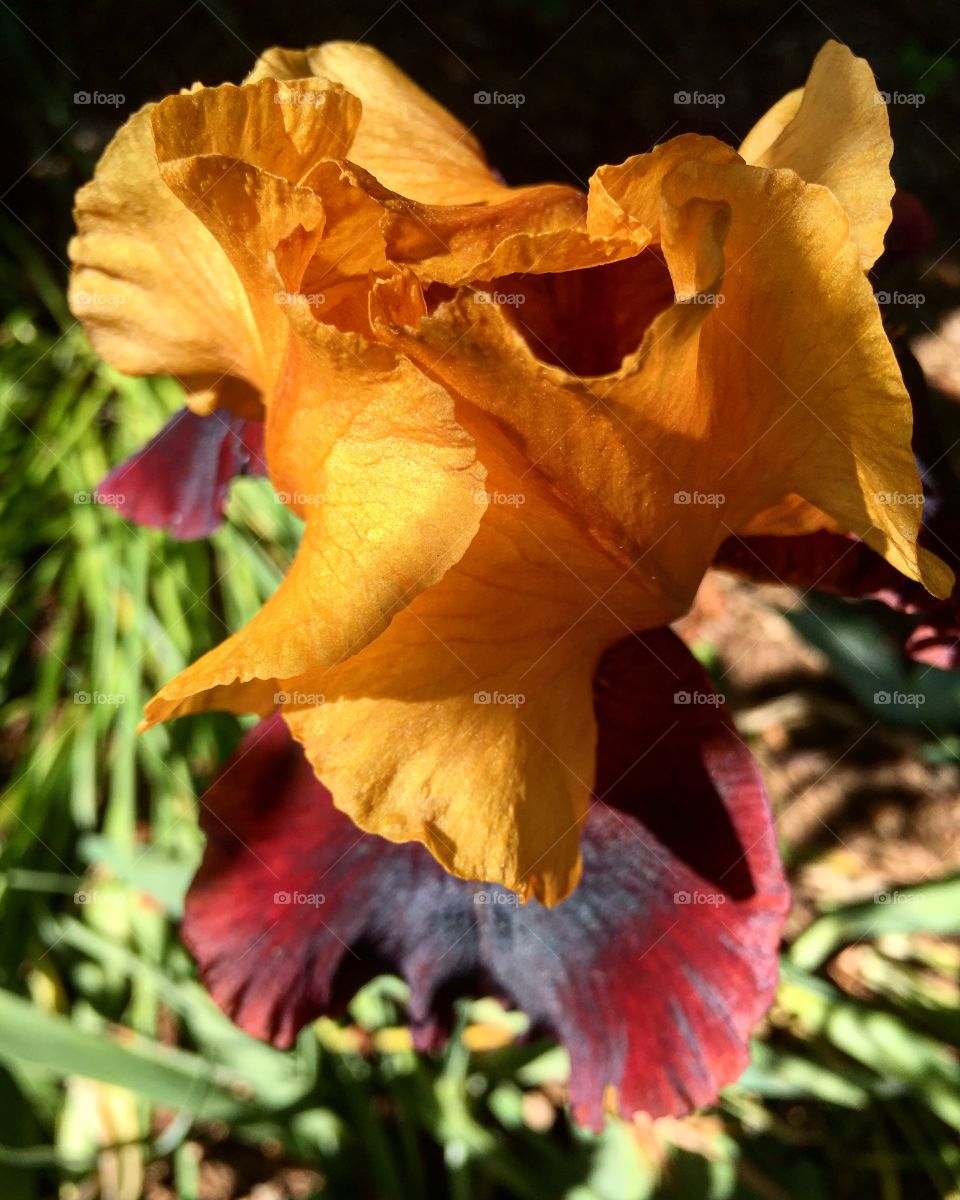 Bi-color iris 