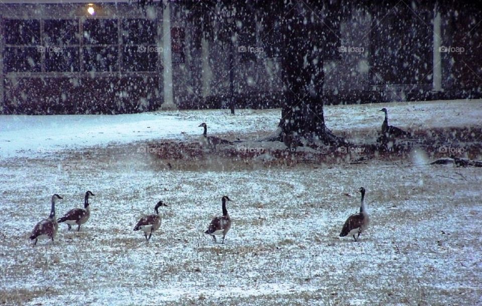 Geese enjoying snow day
