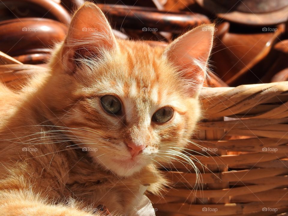 Red Kitten 