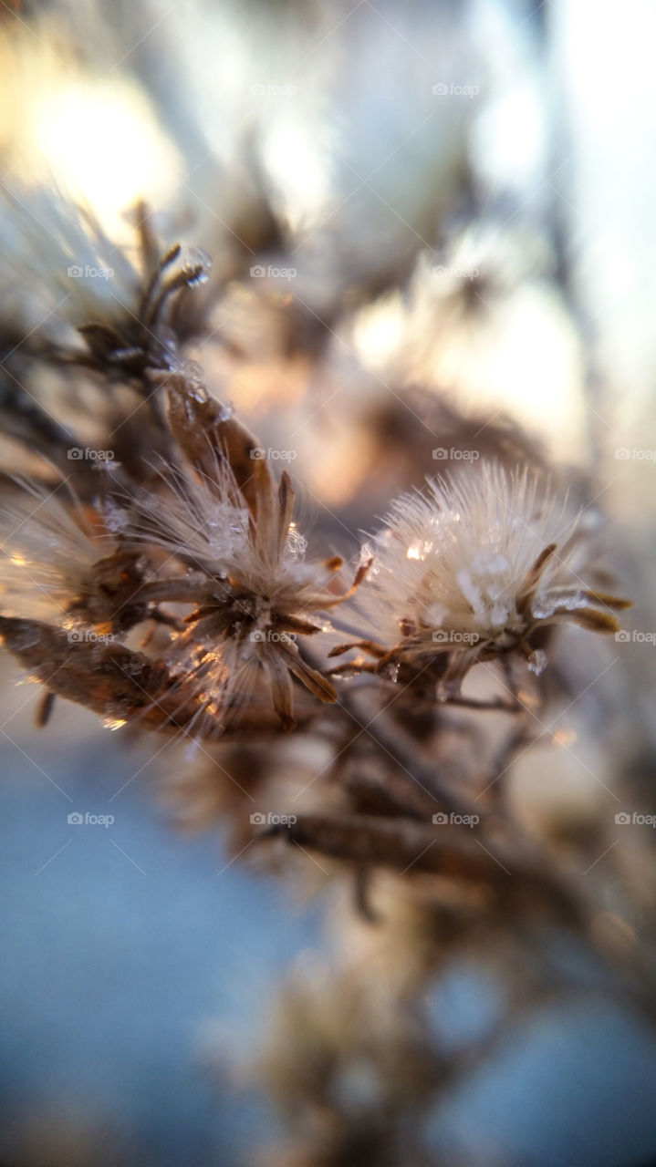 Close up of a frost covered weed