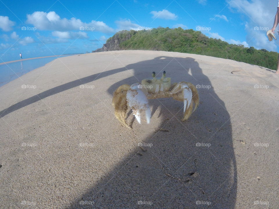 Crab at shadow on the beach 