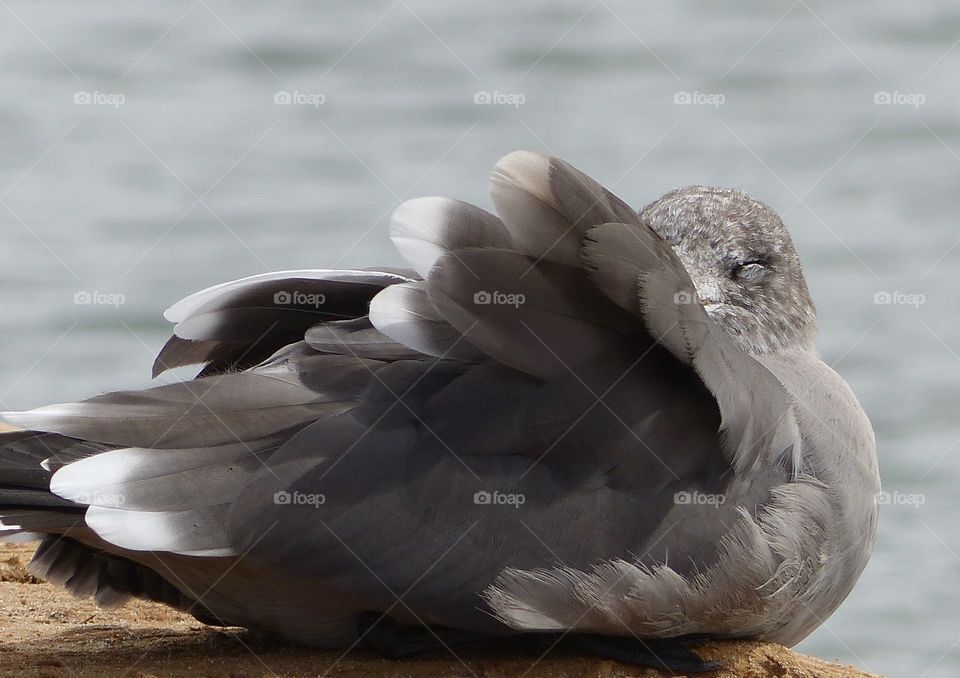 Seagull feather display