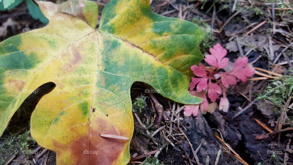 bringing colour to the day