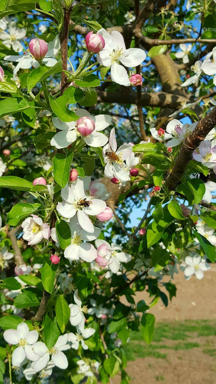 bees in an apple tree