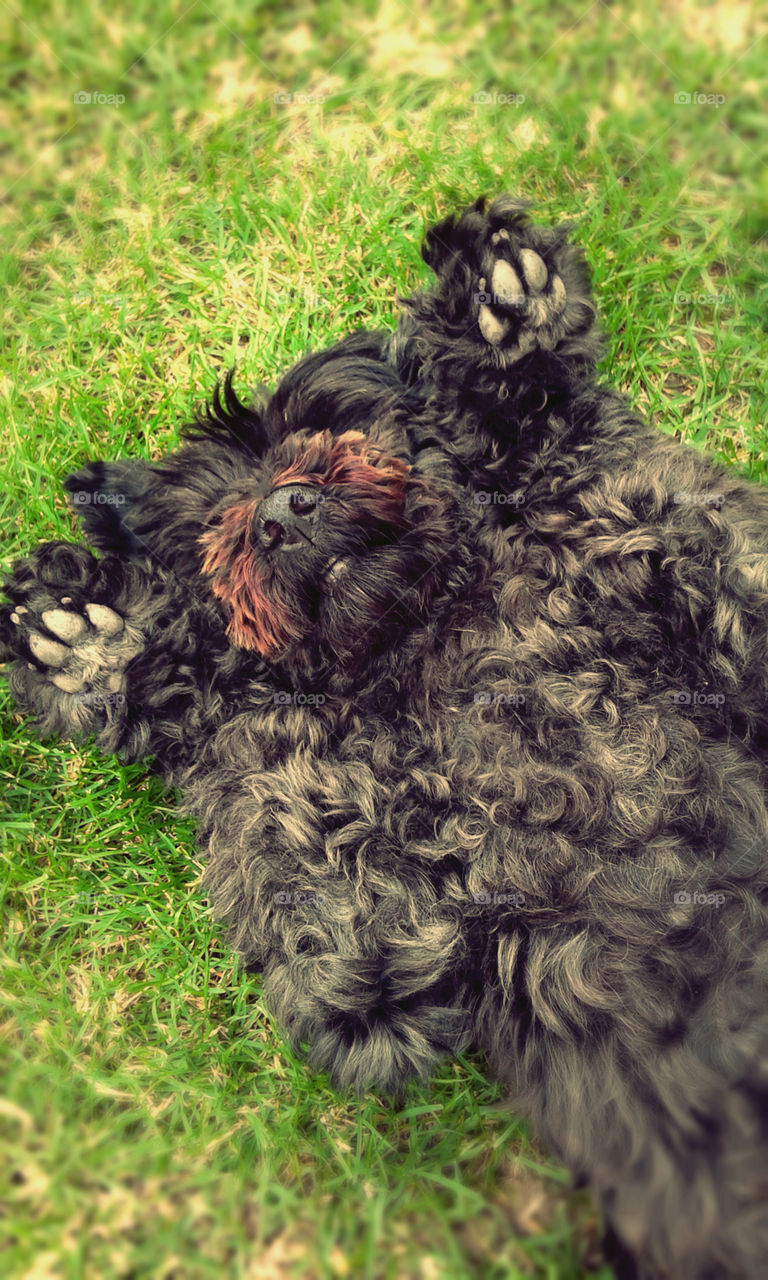 Black dog. my doggy