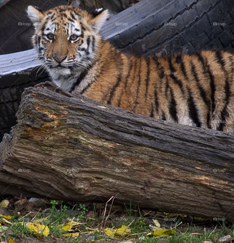 colourful cat tiger cute by gaillewisbraznell