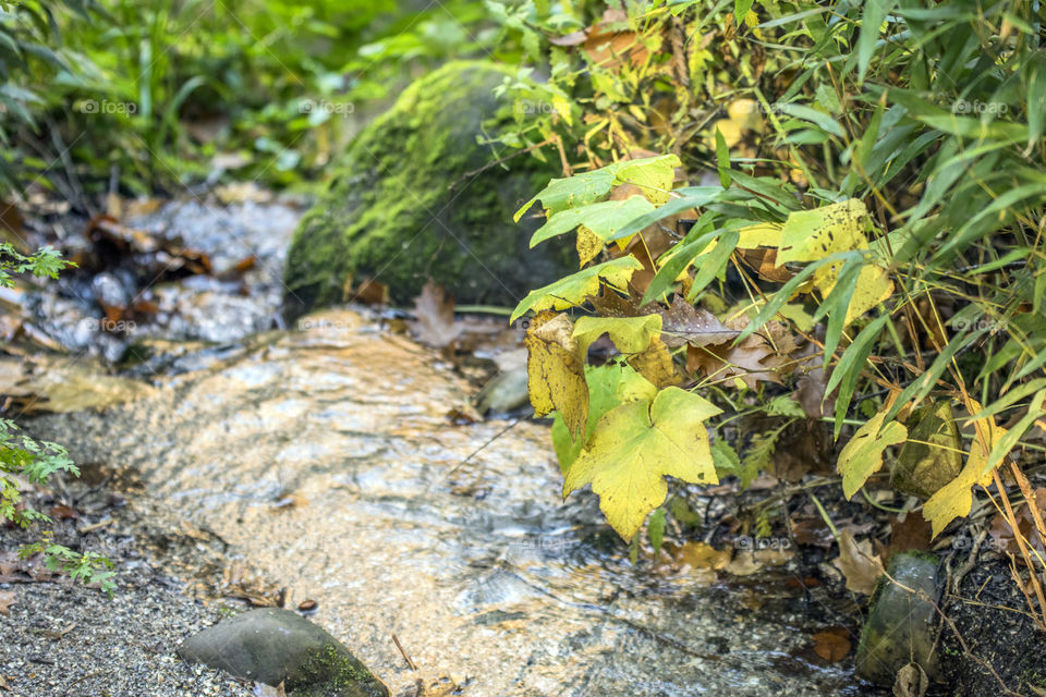 Close Up Of A Small Stream