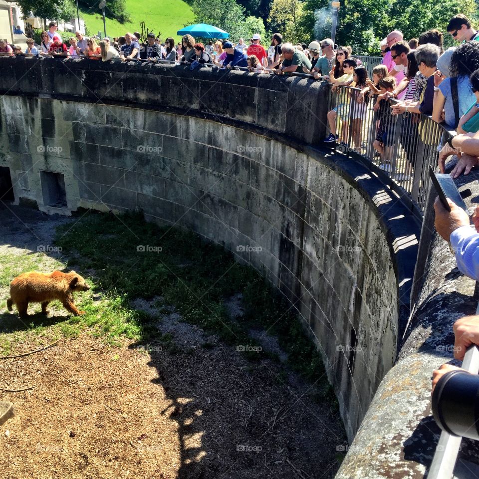 People watching a bear walking inside a bear pit cage 