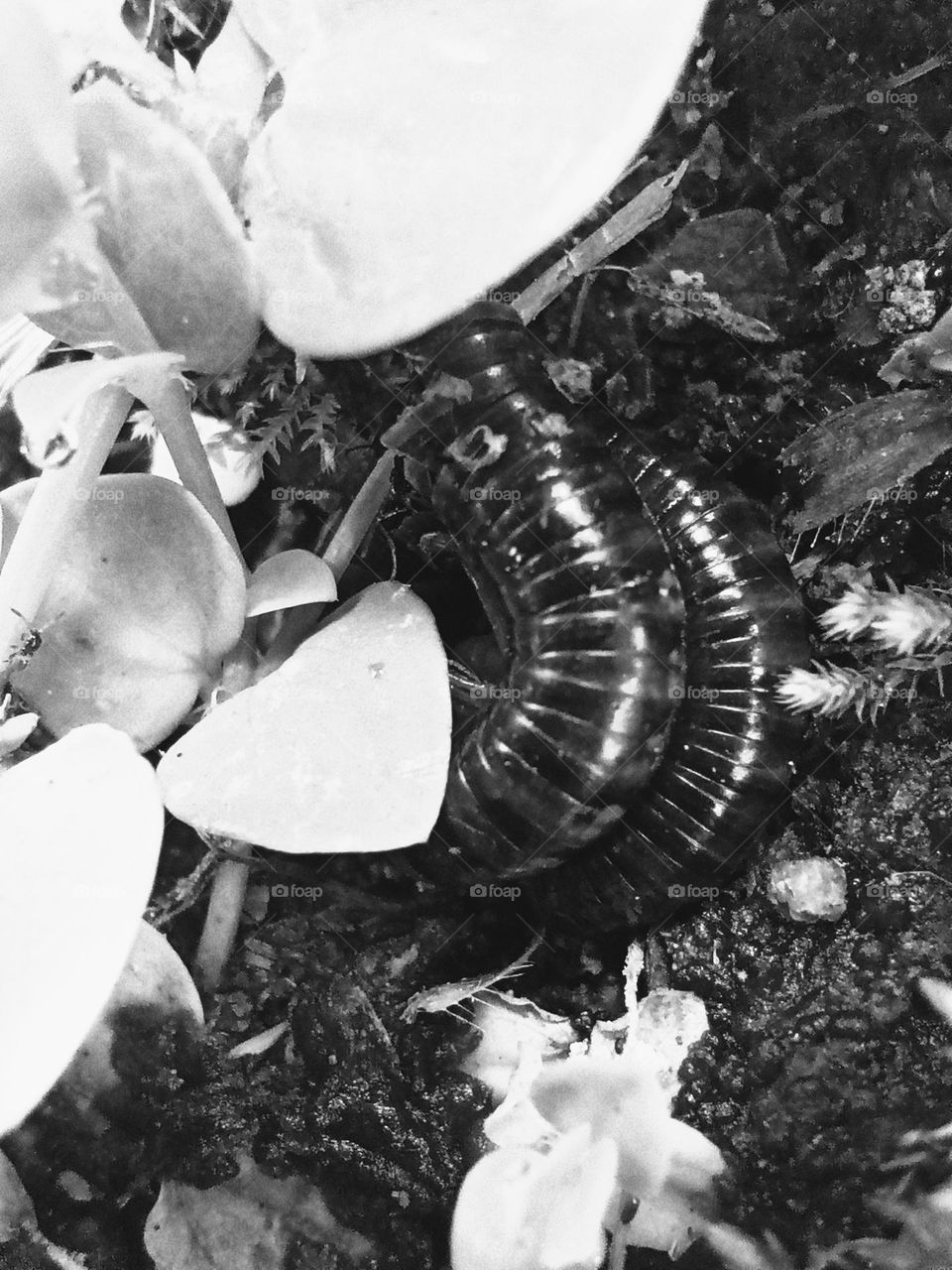 Caracol de cien patas.