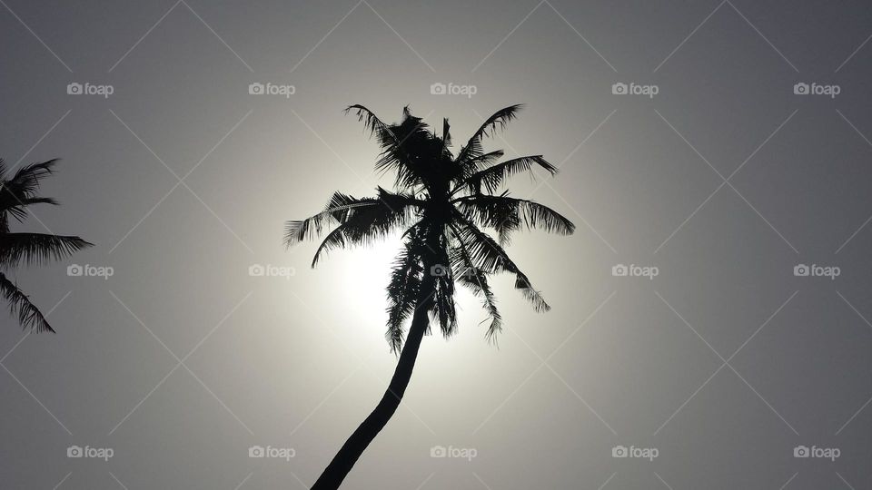 black and white minimalist of coconut tree