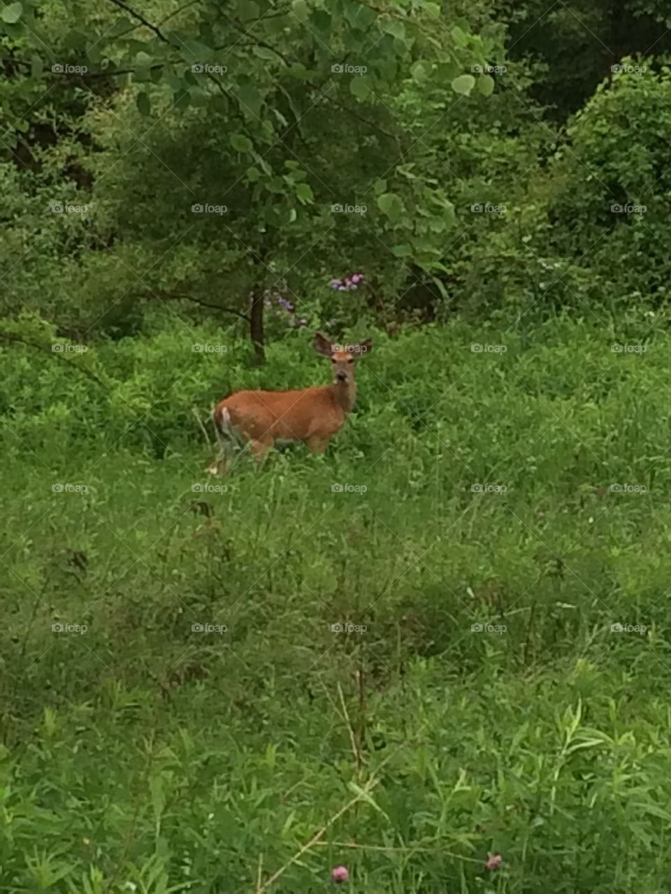 Deer in the headlights 