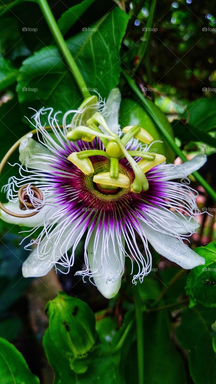 Passion flower in bloom in the garden