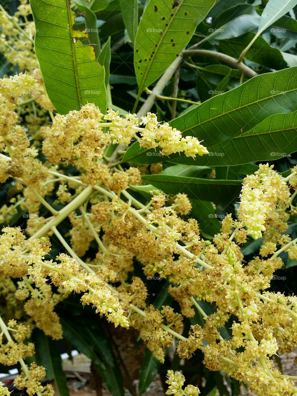 Mango flowers blossoming.