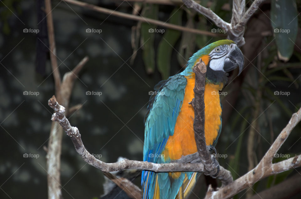 Colorful parrot perching om branch