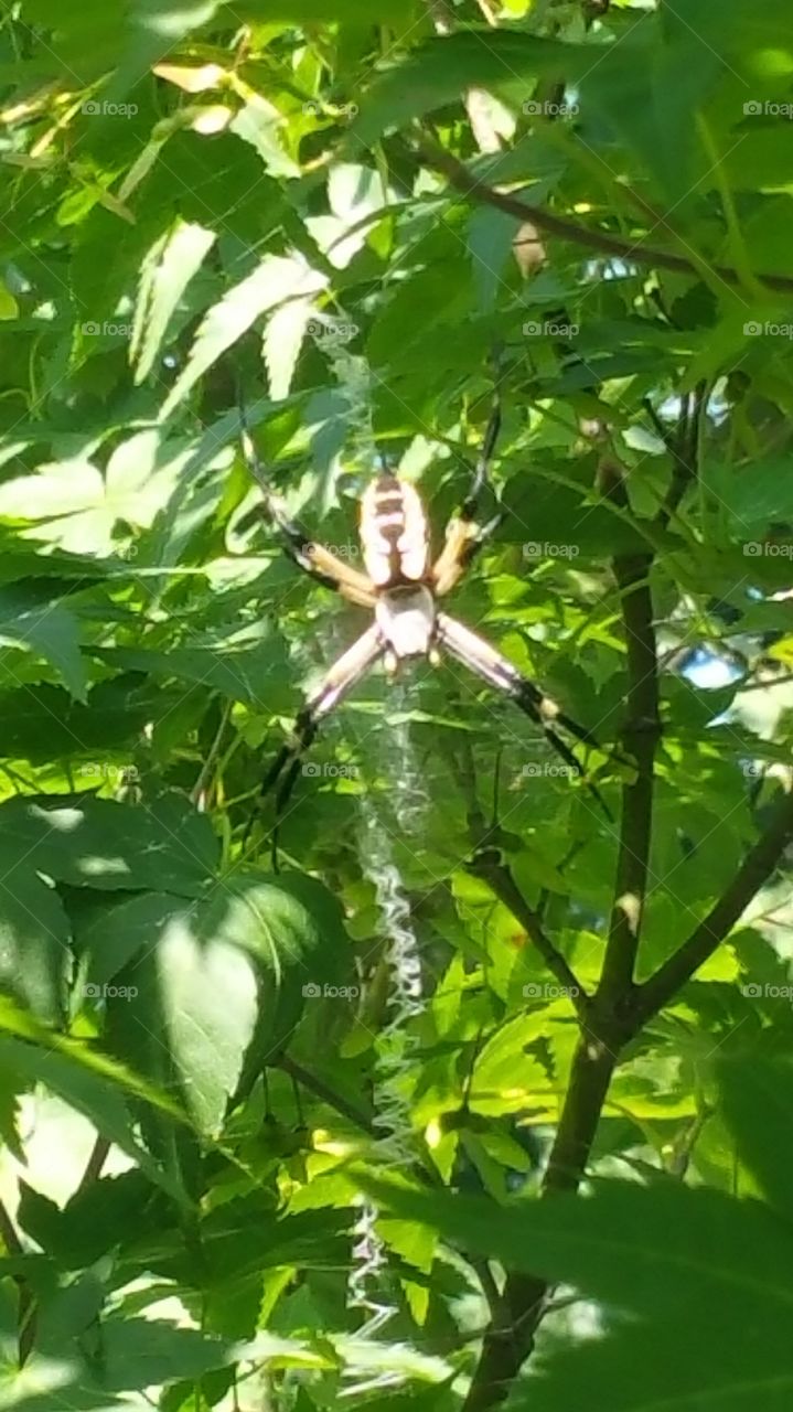 yellow & green garden spider. been watching her get bigger almost every day.  must be eating lots of bugs.