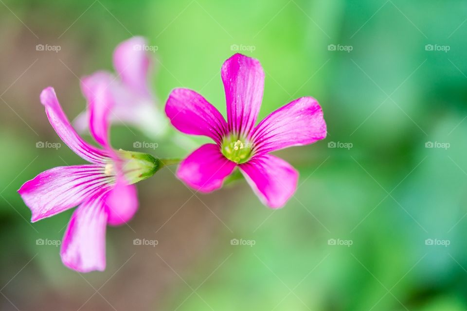 Macro flowers 