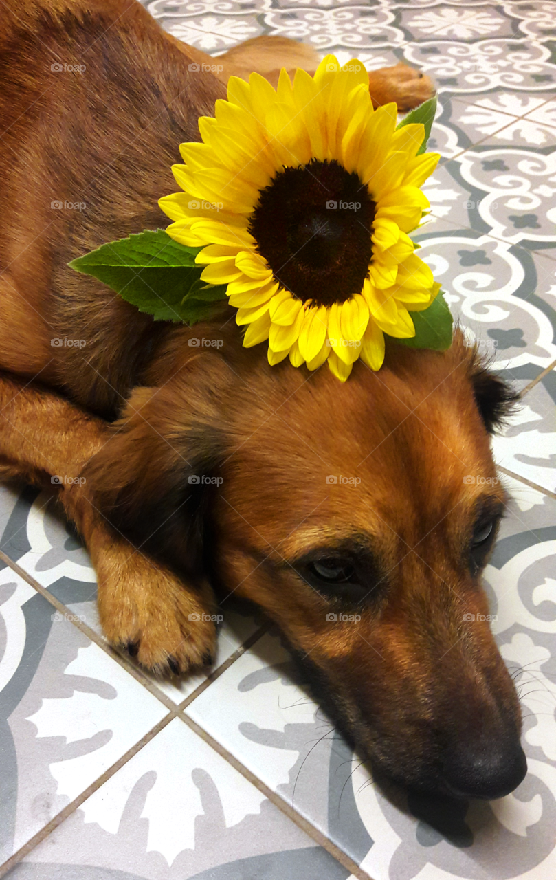 ratchet looking lovely with a sun flower