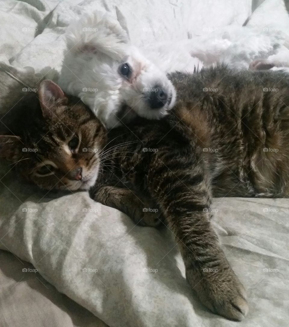 cat & dog. Xander and Bella taking a nap
