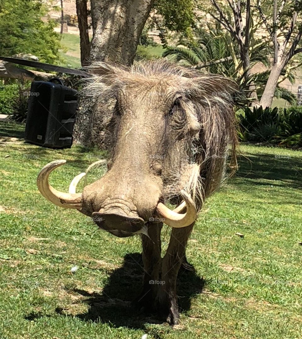 When I was a young warthog