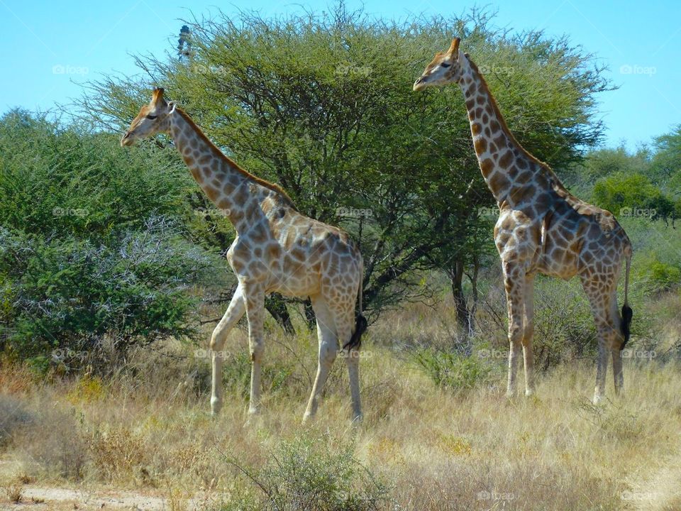 giraffes safari 