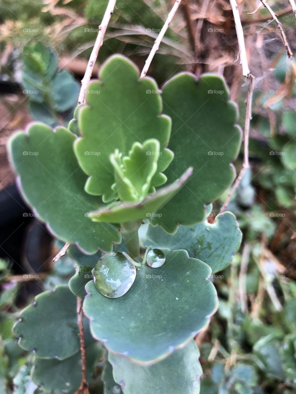 Beautiful droplets of water on a green leaves