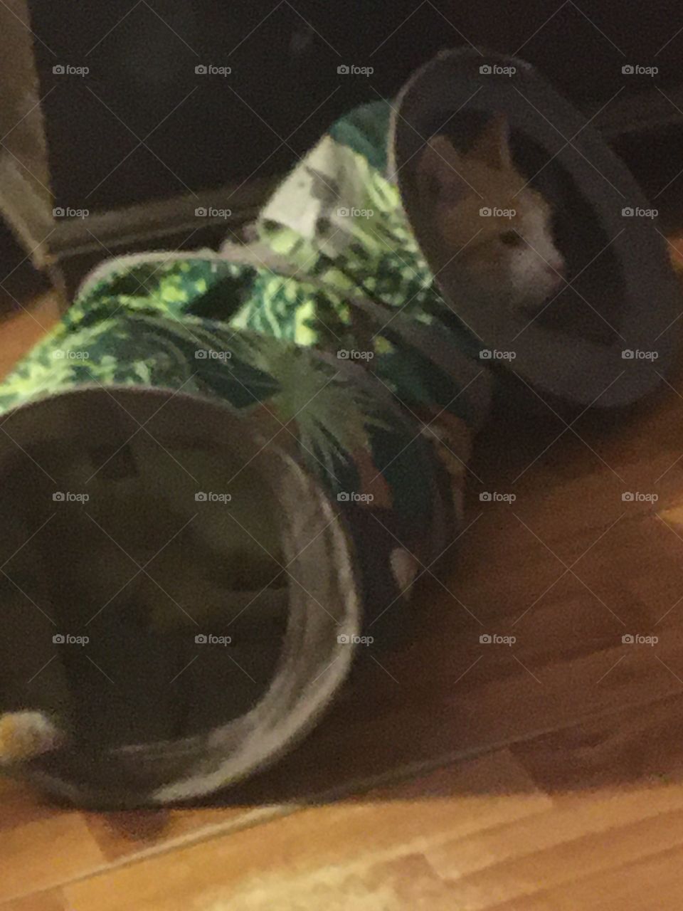 Tom in his tunnel hiding from Gizmo! They love playing together. Best friends forever!